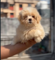 Purchase KCI Registered Lhasa Apso Puppy from Ahmedabad